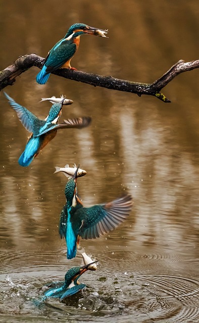 Neuvěřitelný úlovek! Vše,⁤ co potřebujete⁢ vědět ‍o⁢ úklejce pruhované (Alburnoides bipunctatus) - ⁣nejlepší tipy a triky pro rybaření!