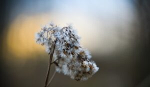 Nejlepší techniky rybolovu s konopacem eupatorium cannabinum: Získejte výjimečné úlovky s tímto úchvatným nástrojem!