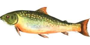 Nejlepší Recept na Pstruha – Ukážte svůj Talent v Kuchyni s Tímto Vynikajícím Lahodným Pokrmem! 2 Nejlepší Recept na Pstruha – Ukážte svůj Talent v Kuchyni s Tímto Vynikajícím Lahodným Pokrmem!