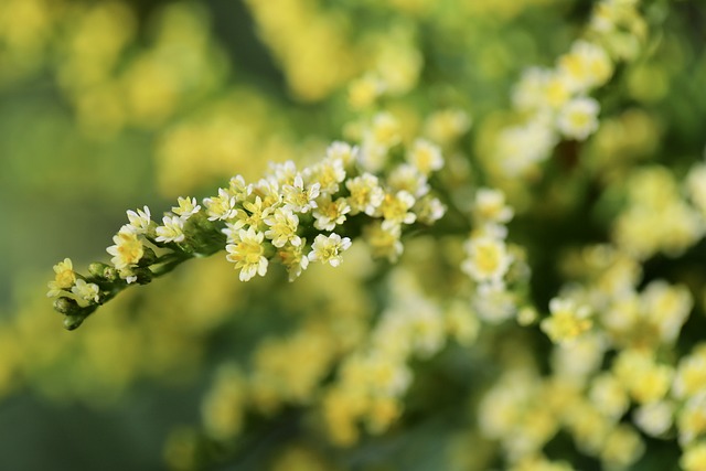 Vychutnejte si úspěšný rybářský den se zlatobylem kanadským Solidago canadensis!